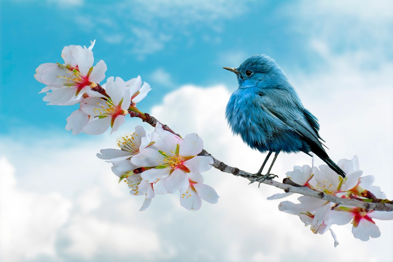 Bird in Tree